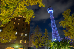 山下公園　銀杏並木