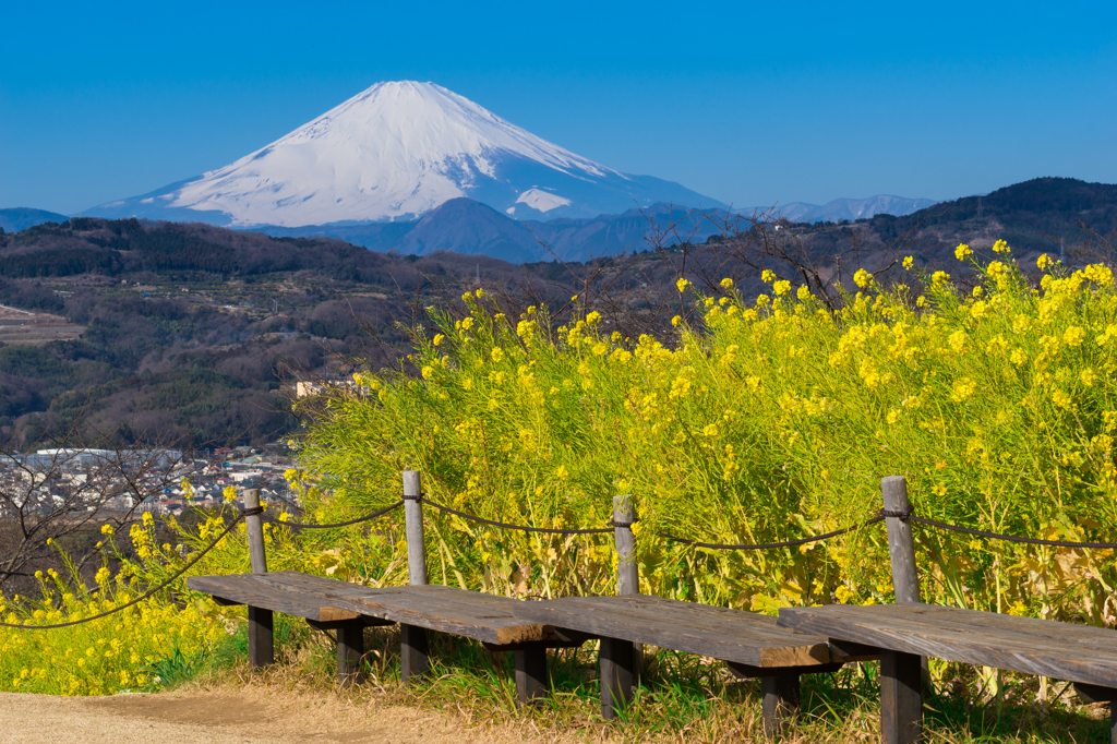 菜の花咲く吾妻山公園