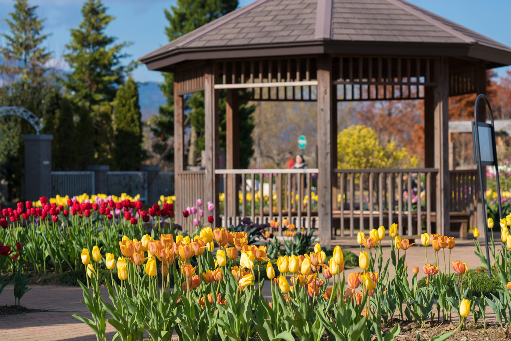 花菜ガーデン　オータムチューリップ