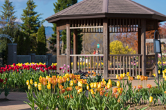 花菜ガーデン　オータムチューリップ