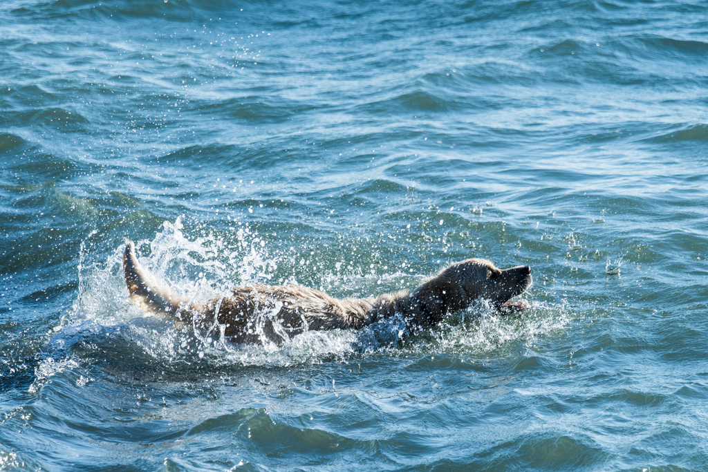森戸海岸スナップ
