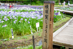 横須賀しょうぶ園