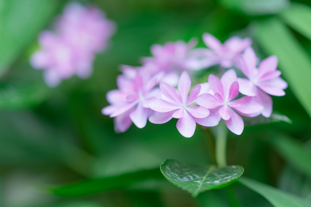 日比谷公園スナップ