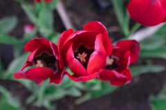 江ノ島ウインターチューリップ