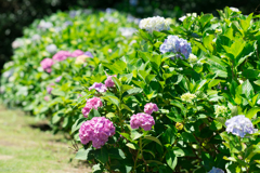 あじさい公園