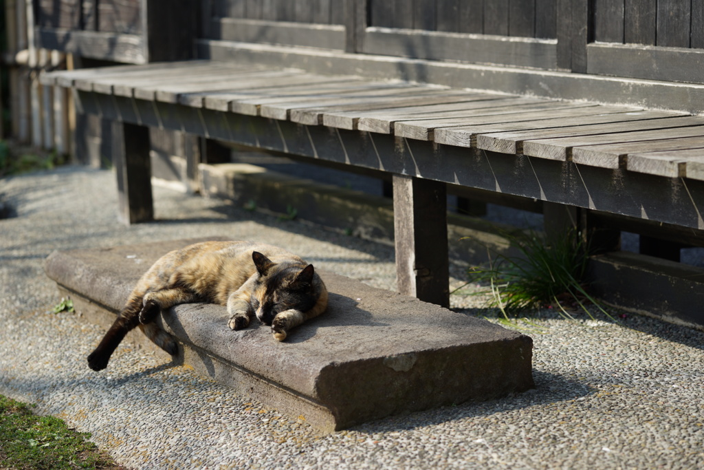 ぐうたらな一日