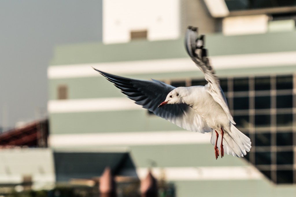 山下公園のカモメ