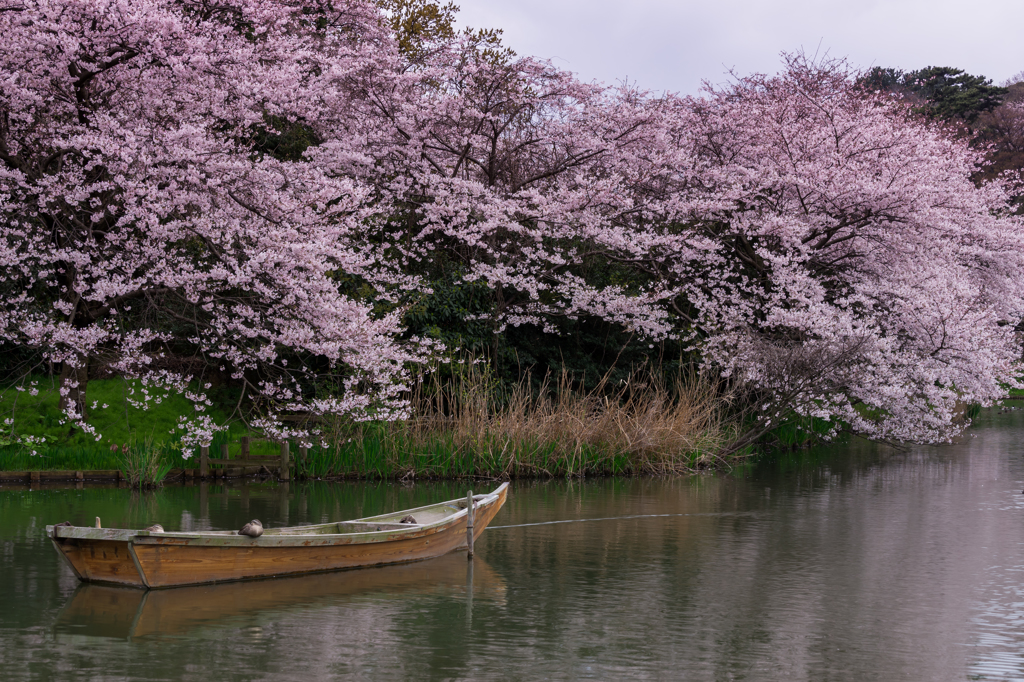 三渓園　桜