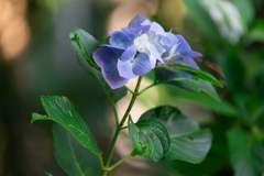妙本寺の紫陽花