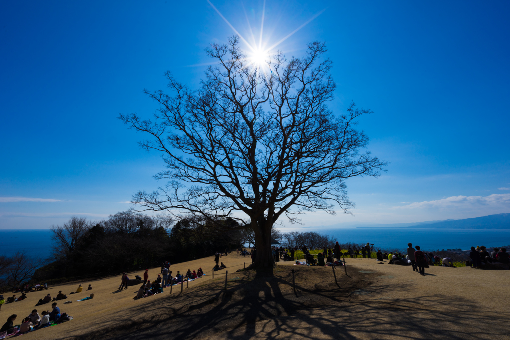 晴天の吾妻山公園