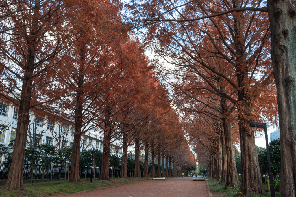 メタセコイア並木道