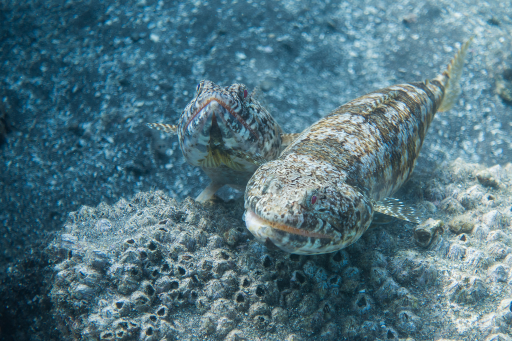 2017年9月9日　大瀬崎湾内　エソ