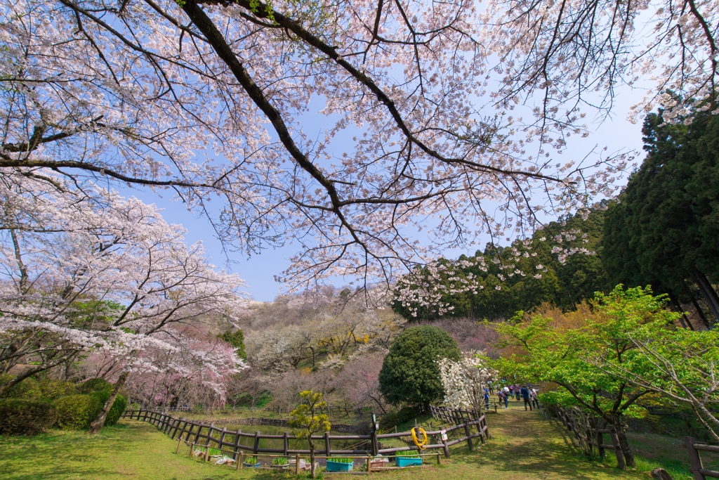 小田原の春　15-30mm