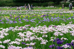 2017 /06 /11 菖蒲園
