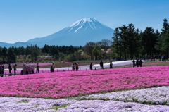 2016年　GW　富士芝桜まつり