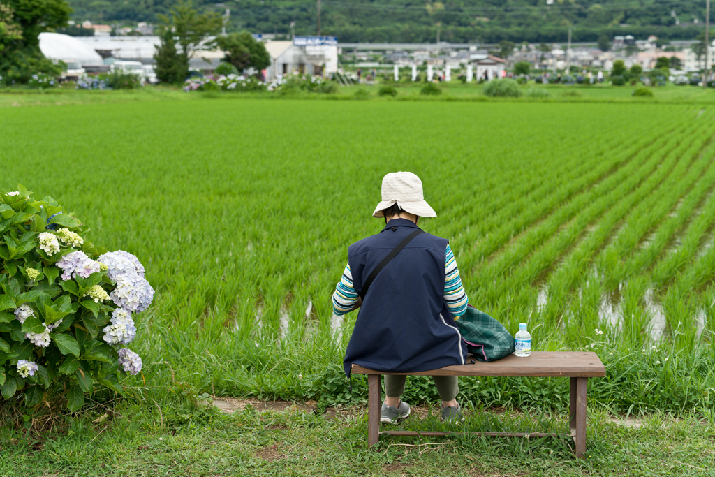 開成町　あじさい祭り2024