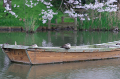 三渓園　船とカモ