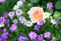 花菜ガーデン・バラ