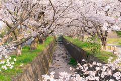田島桜まつり