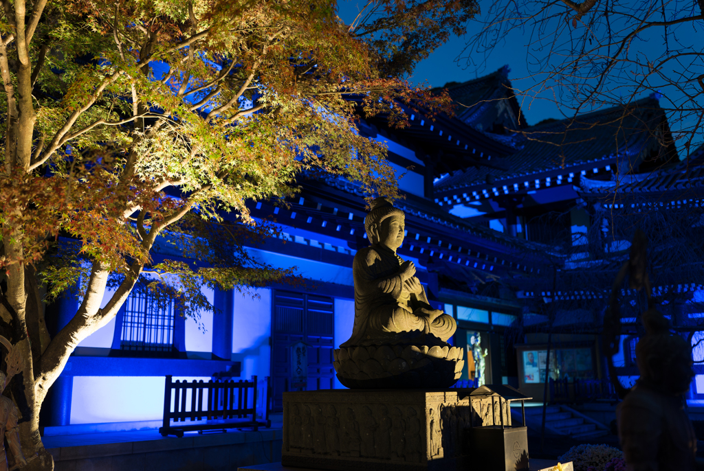 長谷寺　紅葉ライトアップ