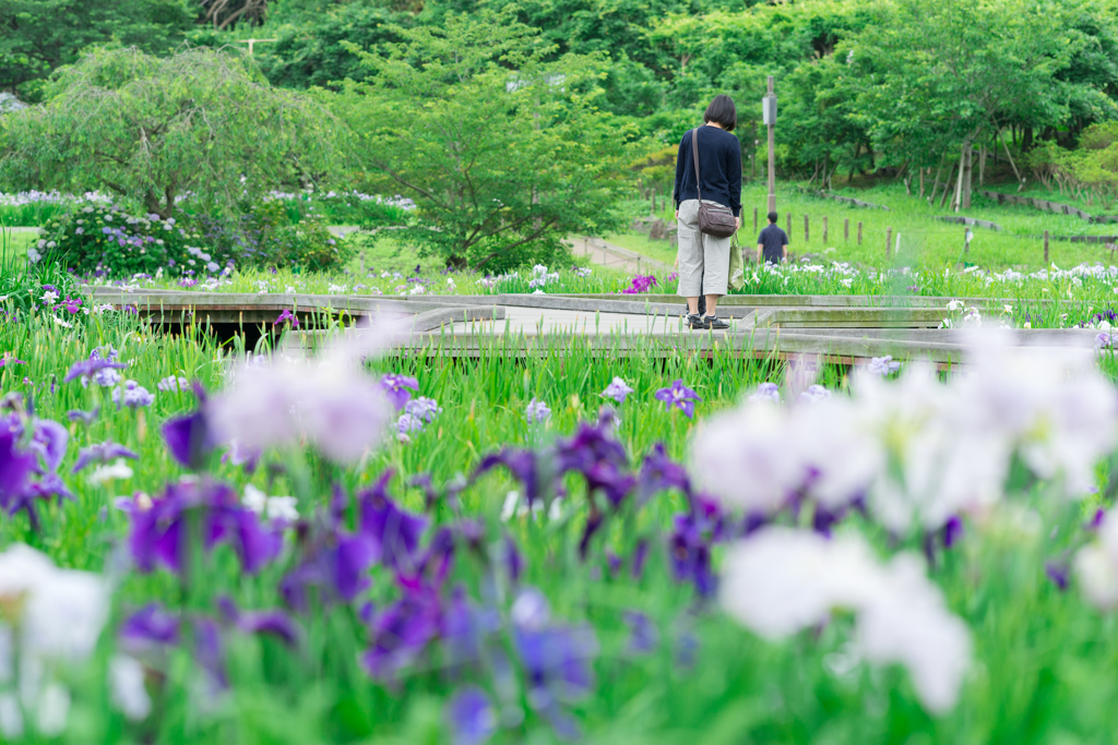 横須賀しょうぶ園