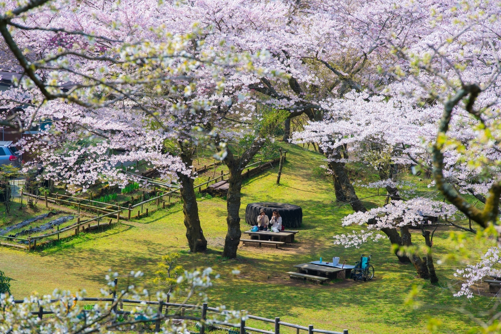 小田原の春