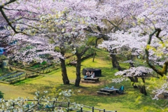 小田原の春