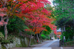 紅葉の円覚寺