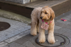 元旦の横浜中華街