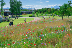 花菜ガーデンの花