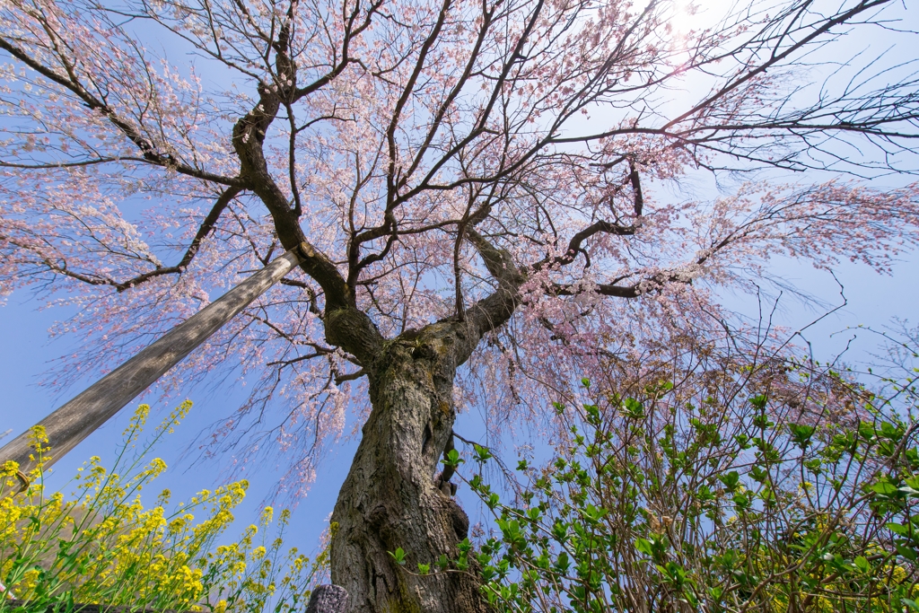 寄しだれ桜まつり