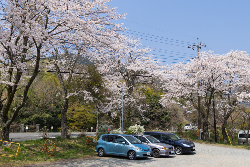 寄しだれ桜まつり　駐車場