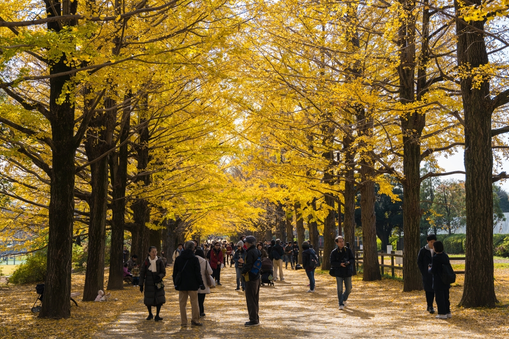 昭和記念公園