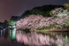三渓園　桜ライトアップ