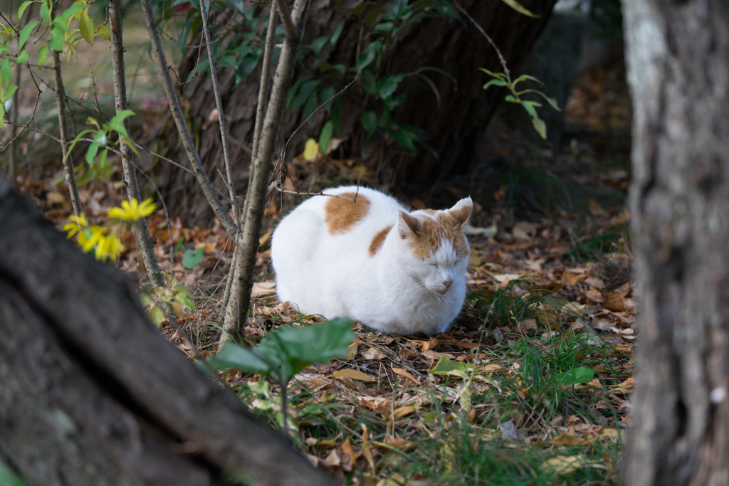三渓園の猫