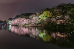 三渓園　桜ライトアップ