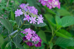 鎌倉の街中に普通にあった紫陽花