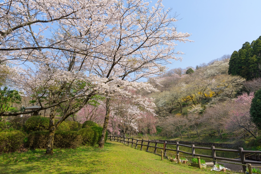 小田原の春