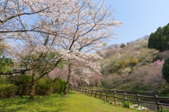 小田原の春