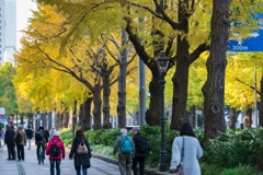 山下公園・銀杏並木