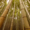 竹の背比べ