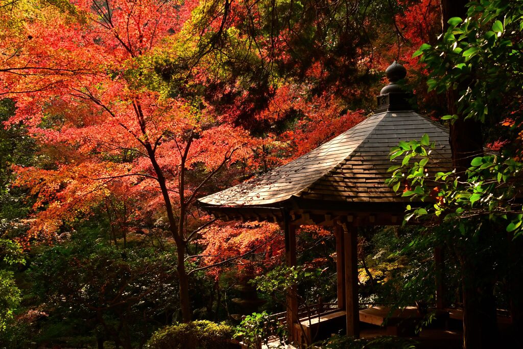 陽のもとの紅葉