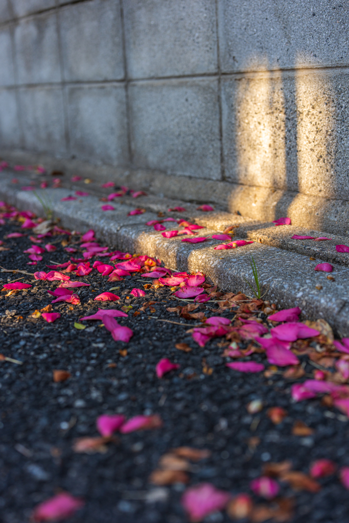 線路沿いの光