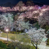 夜桜　4