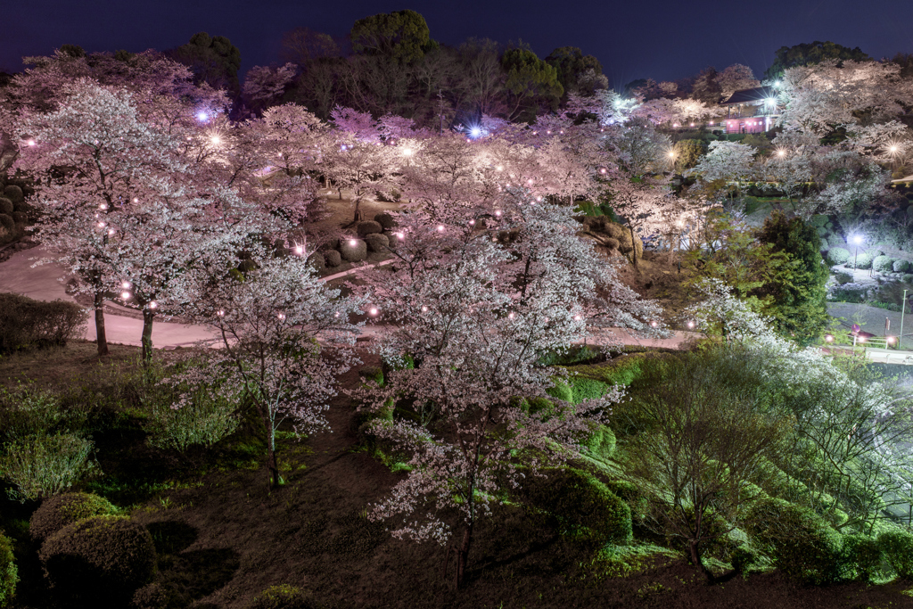 夜桜　1