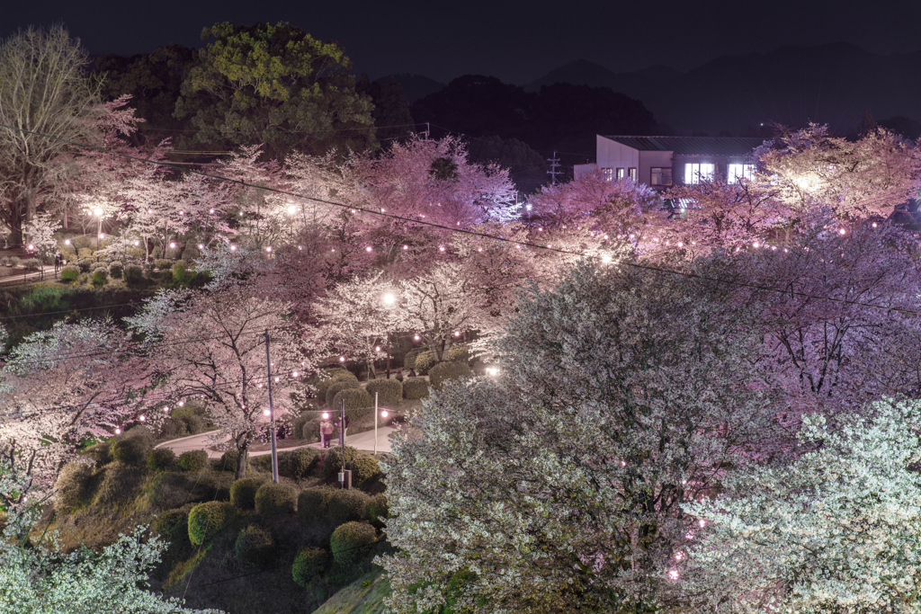 夜桜　2