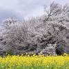 一心行の大桜