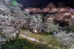夜桜　3