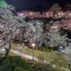 夜桜　3