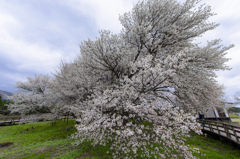 一心行の大桜　2